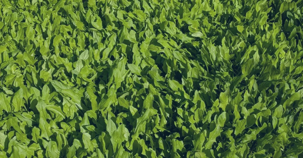 Longevity spinach leaves
