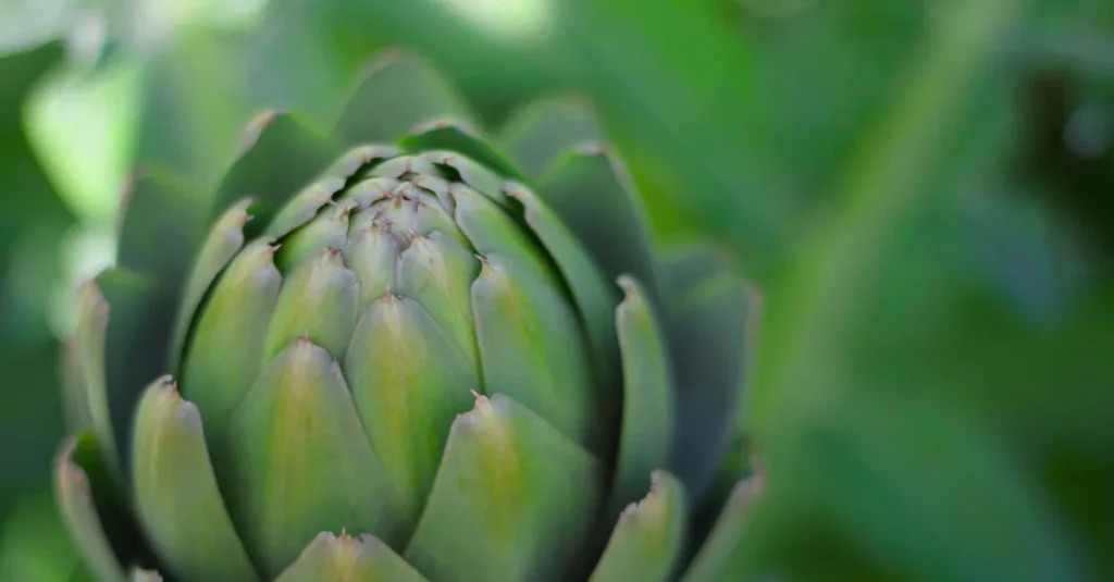 Organic artichoke
